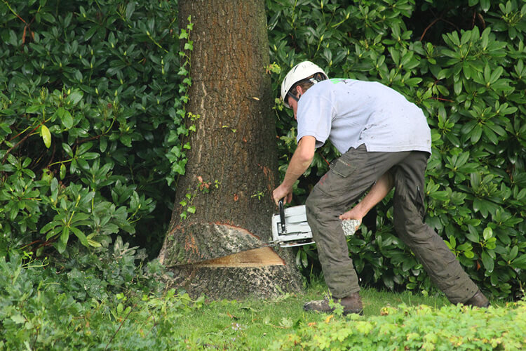 Boomverzorging Utrecht Wiebe Bomen 1479